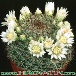 Mammillaria zeilmanniana v.albiflora