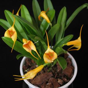 Masdevallia species