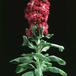 Matthiola 2007