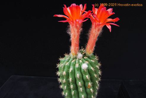 Matucana intertexta SIb