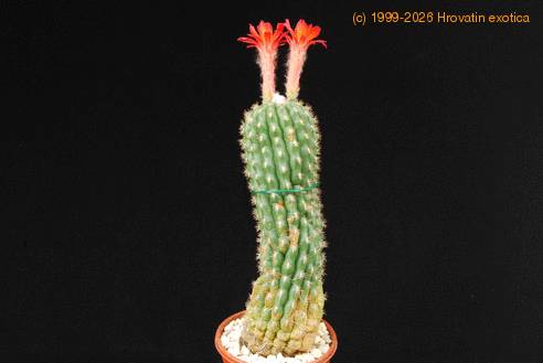 Matucana intertexta SIb1