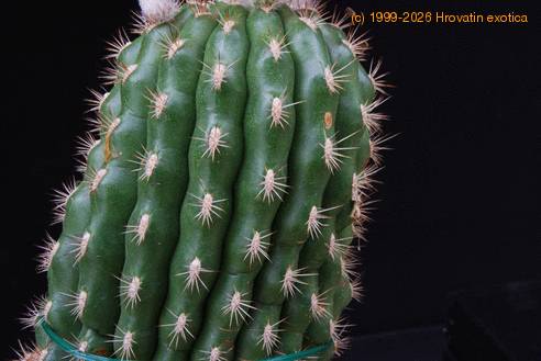 Matucana intertexta SIt