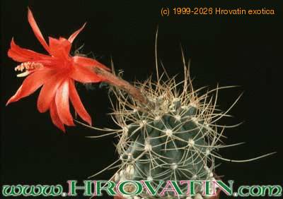 Matucana krahnii 287