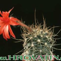 Matucana krahnii