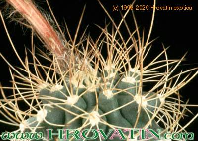 Matucana krahnii thorn 288