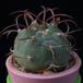 Matucana madisoniorum MOP