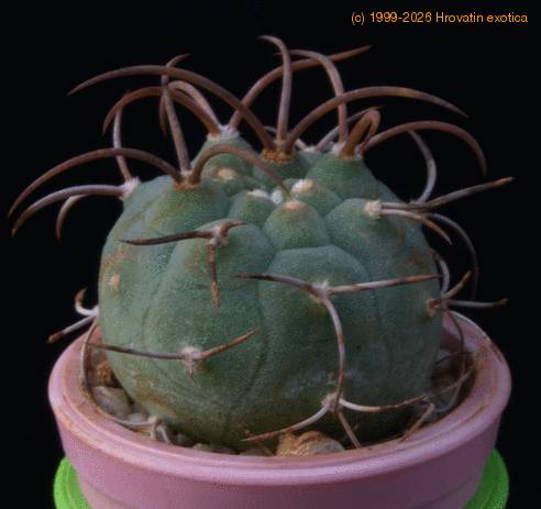 Matucana madisoniorum MOP