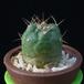 Matucana oreodoxa MOP