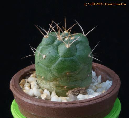 Matucana oreodoxa MOP