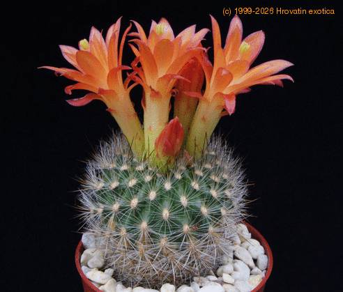 Matucana weberbaueri SIb