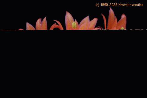 Matucana weberbaueri SIf