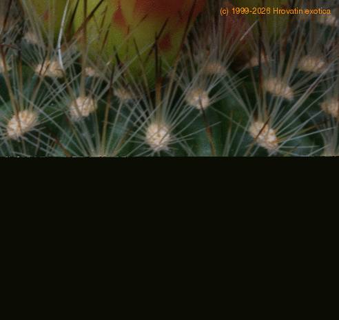 Matucana weberbaueri SIt