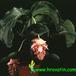 Medinilla magnifica 2042