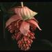 Medinilla magnifica 2043