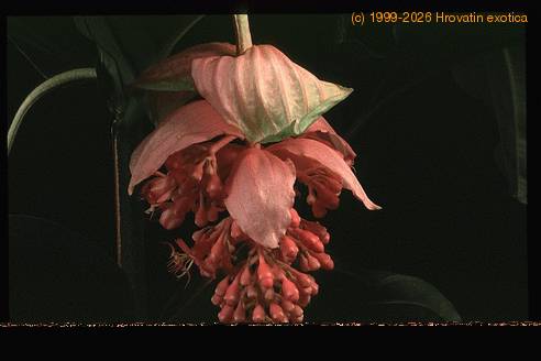 Medinilla magnifica 2043