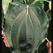 Medinilla magnifica 2044