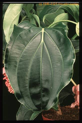 Medinilla magnifica 2044