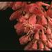 Medinilla magnifica 2045