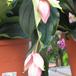 Medinilla magnifica