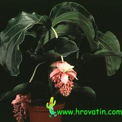 Medinilla magnifica