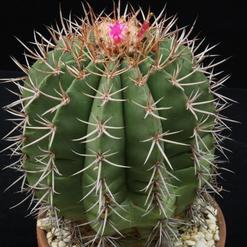 Melocactus bahiensis