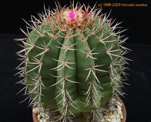 Melocactus bahiensis SIb