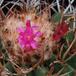 Melocactus bahiensis SIf