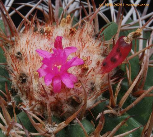 Melocactus bahiensis SIf