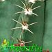 Melocactus matanzanus thorn 382