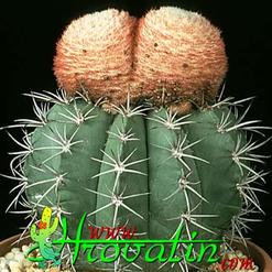 Melocactus neryi