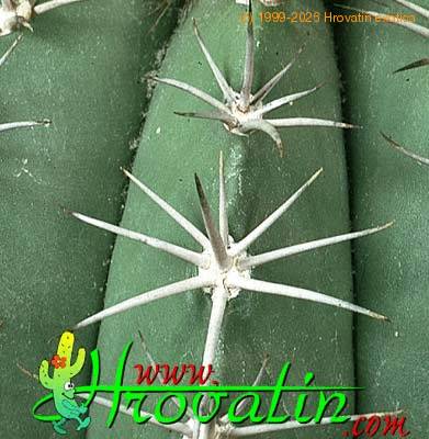 Melocactus neryi thorn 385