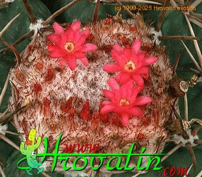 Melocactus peruvianus flower 361