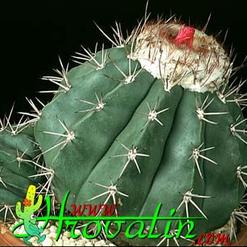 Melocactus salvadorensis