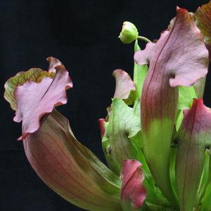 Mesojede rastline