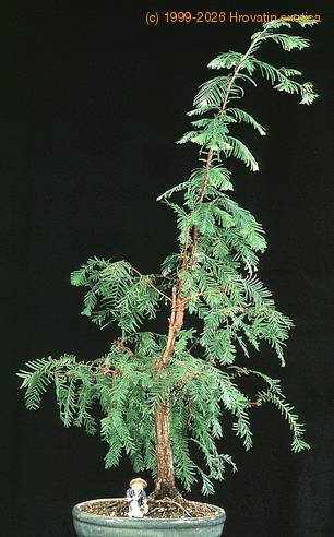 Metasequoia glyptostroboides 2636