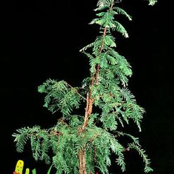 Metasequoia glyptostroboides