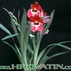 Miltonia peach blossom