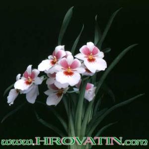 Miltonia roezlii