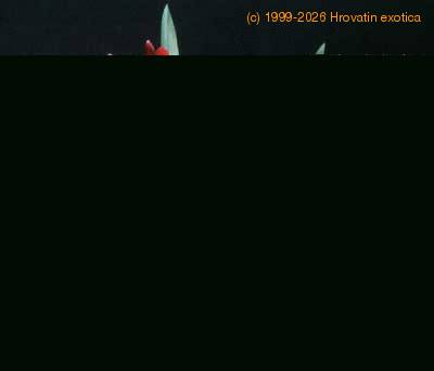 Miltonia species 1782