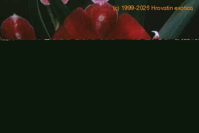 Miltonia species flower 1783