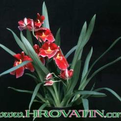 Miltonia species