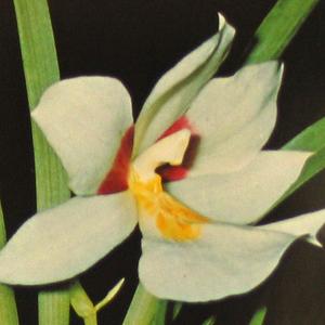Miltoniopsis species
