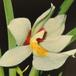 Miltoniopsis species miltoniopsis sp k