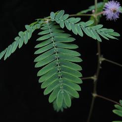 Mimosa pudica