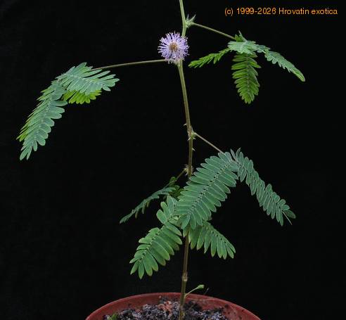 Mimosa pudica