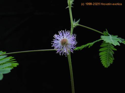 Mimosa pudica flower