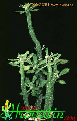 Monadenium lugardae 1203