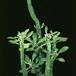 Monadenium lugardae 1203