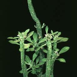 Monadenium lugardiae