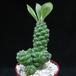 Monadenium  richiei